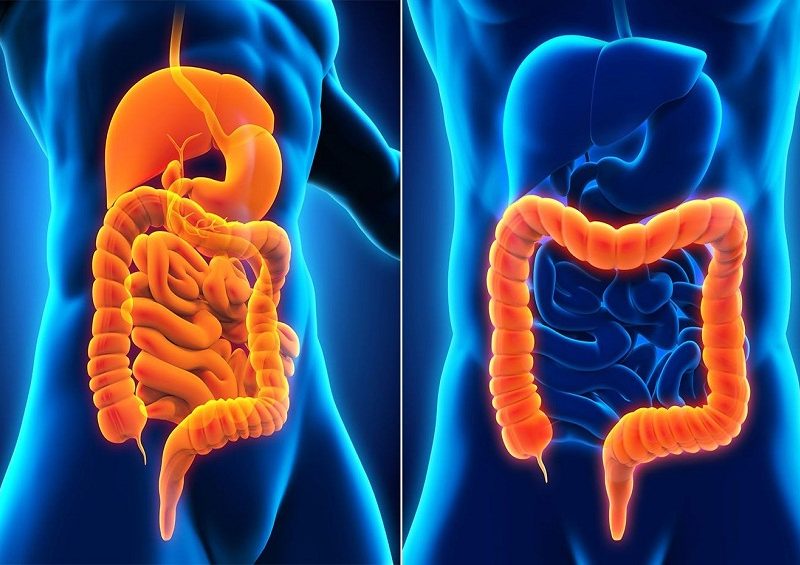 What Are The Common Disease Of The Digestive System