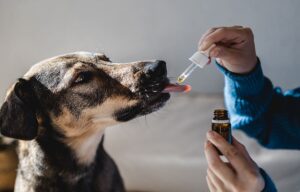 Buying CBD for Pets