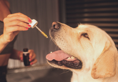 cbd oil for pets