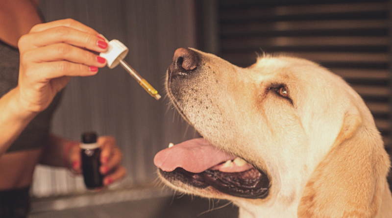 cbd oil for pets